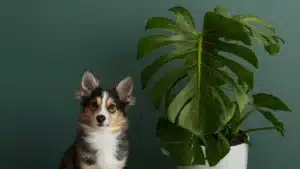 Are Monstera Plants Toxic to Cats and Dogs